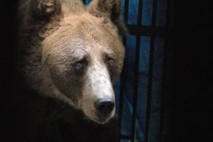 orso-3