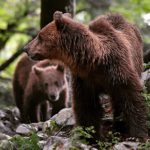 Aprica : l’area faunistica ritorna ad avere 2 Orsi